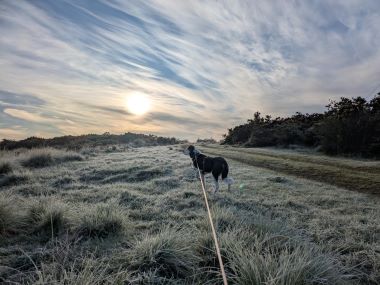 Atticus at galgi by Annett Finger 380px