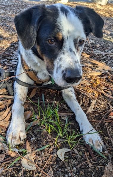 Atticus identifying dianella_ photo by Annett Finger