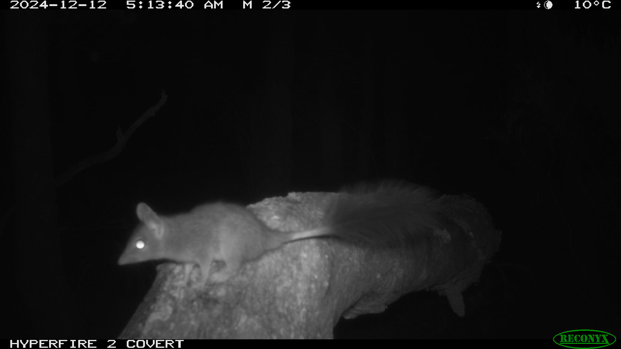 Brush tailed Phascogale8