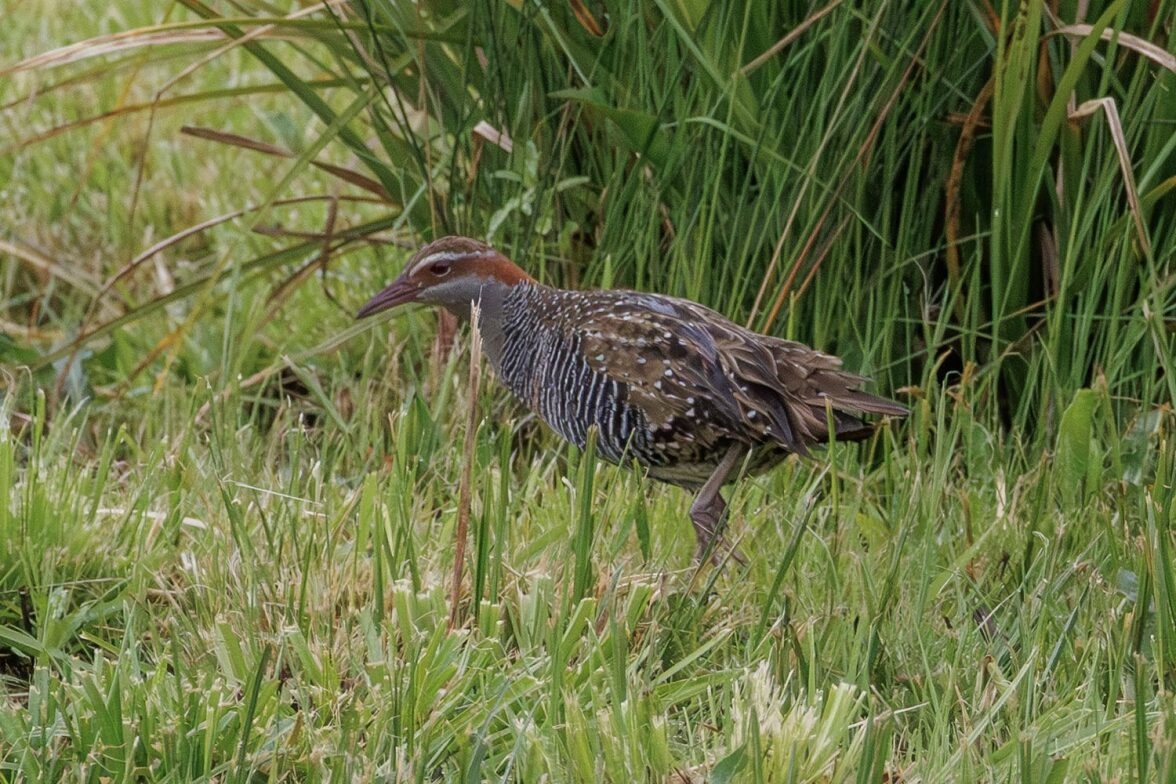 Buff banded Rail