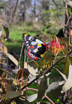 elias aganippe, the wood white or red-spotted Jezebel (butterfly)