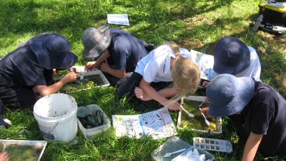 Counting and identification of waterbugs 560px