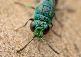 Cuckoo Wasp (Primeuchroeus) by MCMC's Matt Tudor