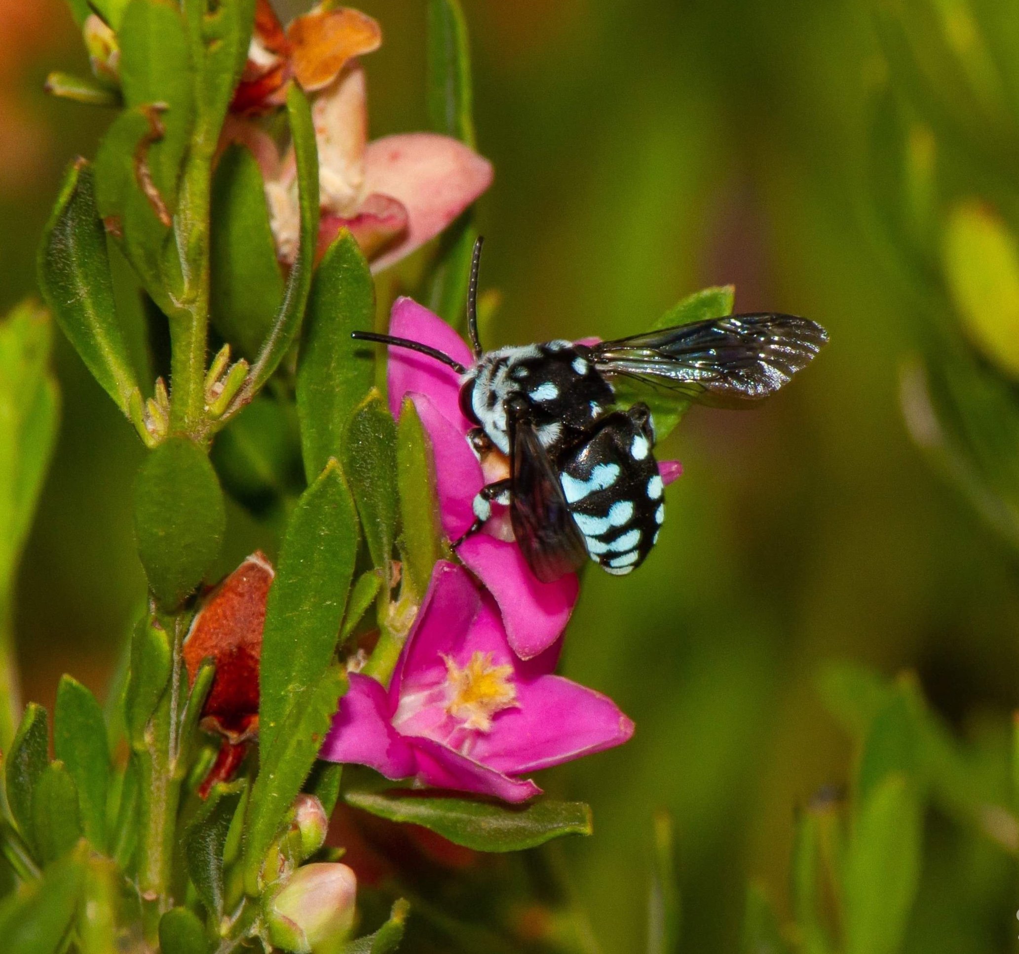 Cuckoo Bee