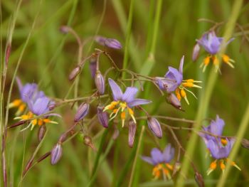Dianella amoena 350px
