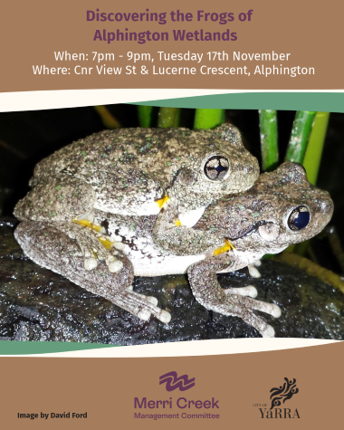 Discovering the Frogs of Alphington Wetland 380px