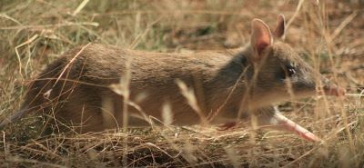 Eastern Barred Bandicoot 400px