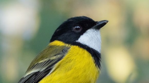 Golden Whistler Photo by Adi Tudor