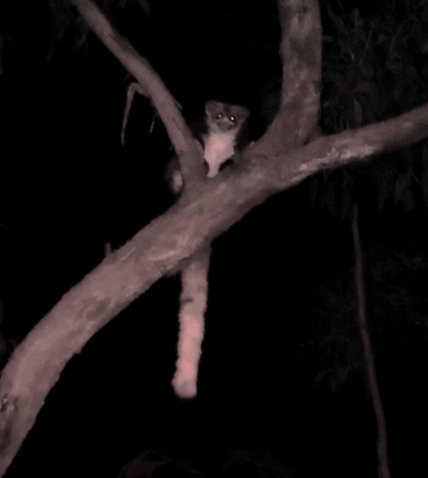 Greater Gliders KNP 2022 2