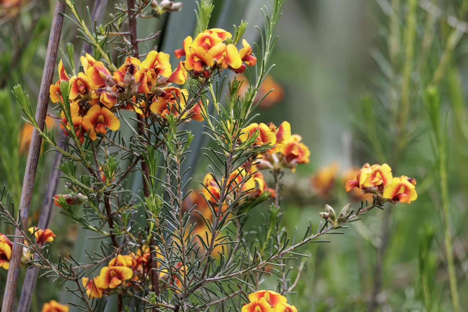 Grey Parrot pea Dillwynia cinerascens R077006 sm
