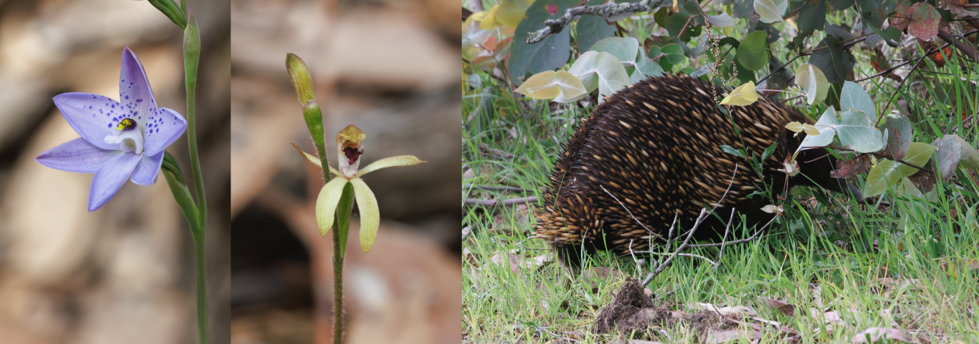 HV fauna and flora 1