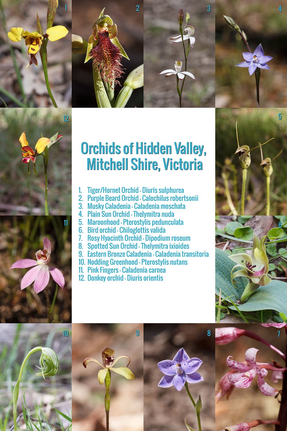 Hidden Valley Orchid Card