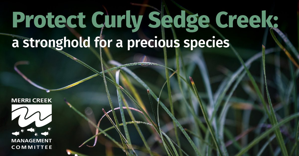 Website banner - protect Curly Sedge Creek
