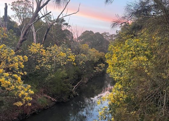 Silver wattle (Acacia dealbata) flowering, by Jake Duyvestyn (MCMC).