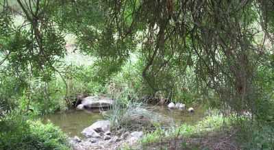 Merri Creek 400px