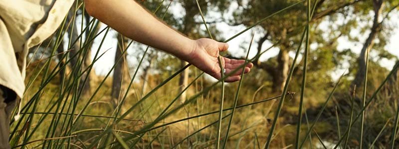 Wetland Grasses in the Growling Grass Frog Habitat