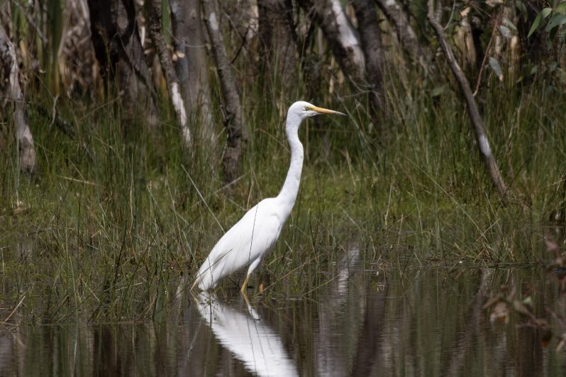 Plumed Egret