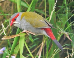 Red browed Finch