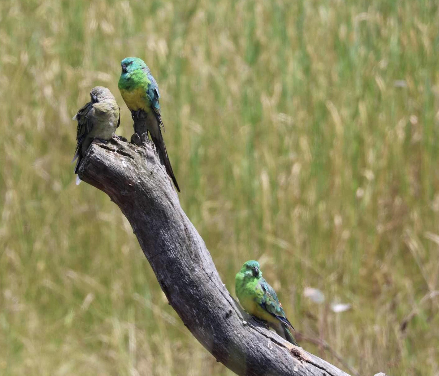 Red rumped Parrots D. Cobern