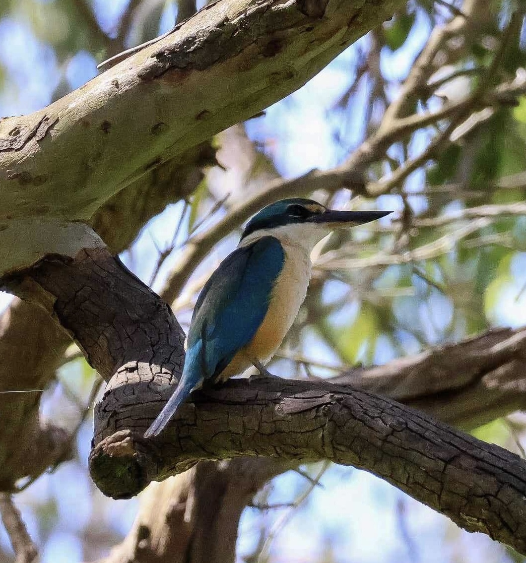 Sacred Kingfisher