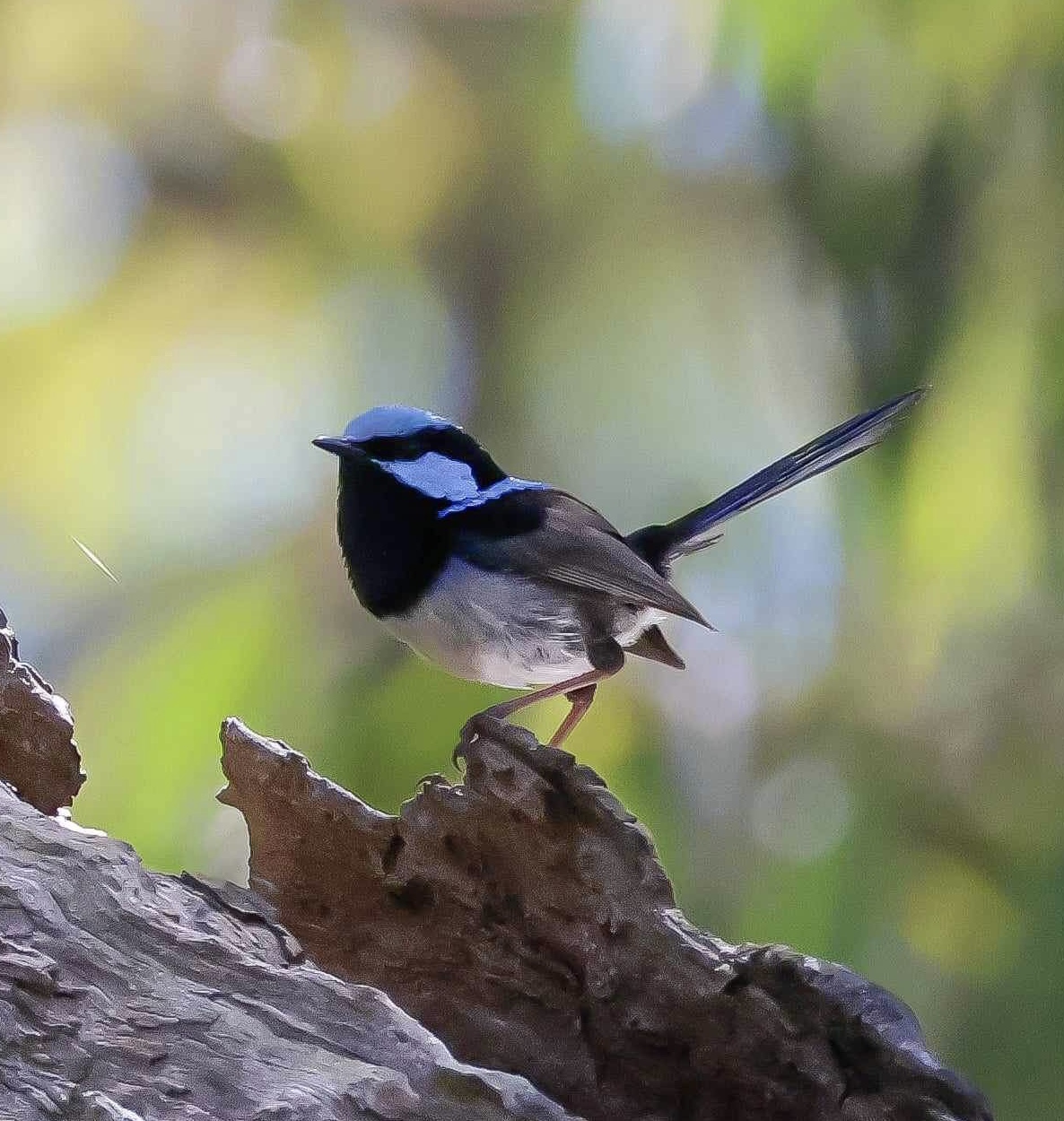 Superb blue Wren 2