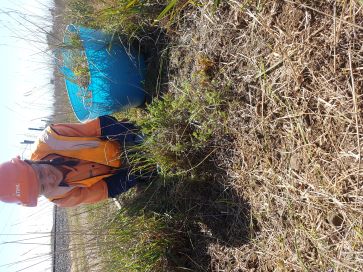 MCMC's Jessica Slade, weeding. 