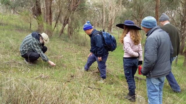 Wildflower walk 2024