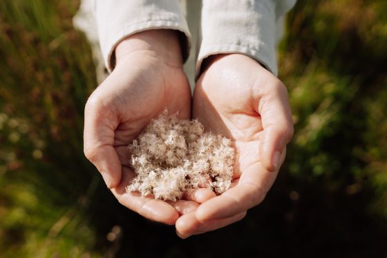 Hands with seeds 560px