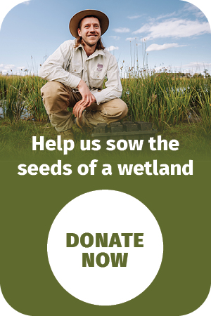 Help us sow the seeeds of a wetland - Donate now to the 2026 fundraising campaign