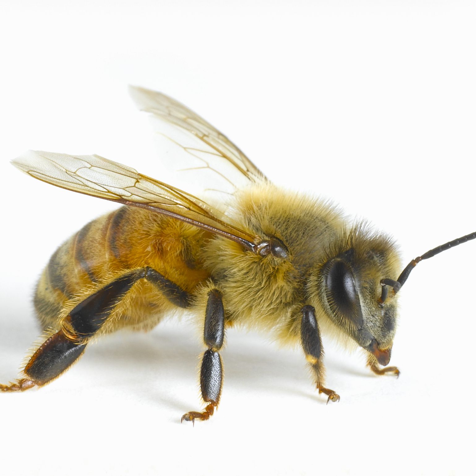 bee