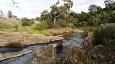 galada tamboore 400px