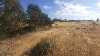 galgi ngarrk 2 400px