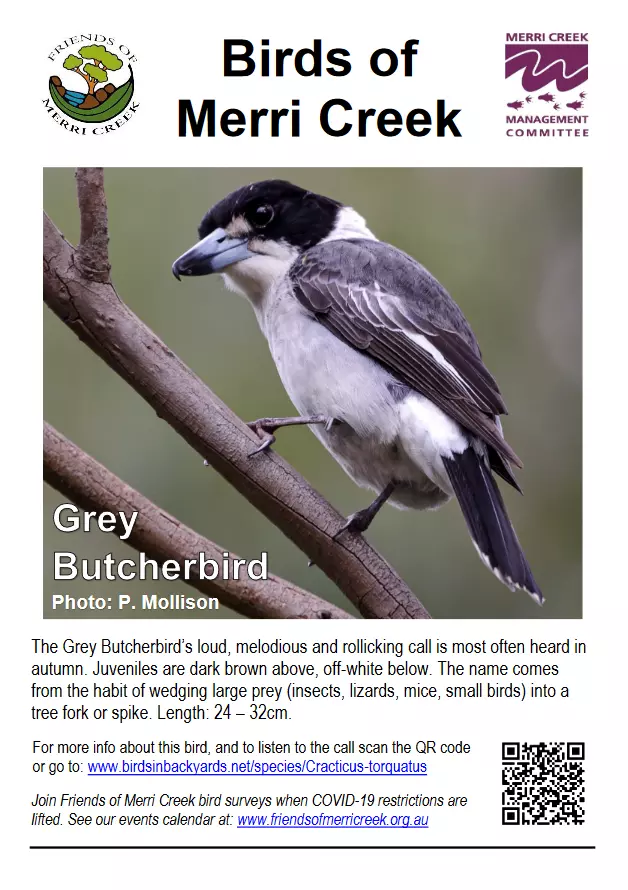 Birds Info Poster Grey Butcherbird web