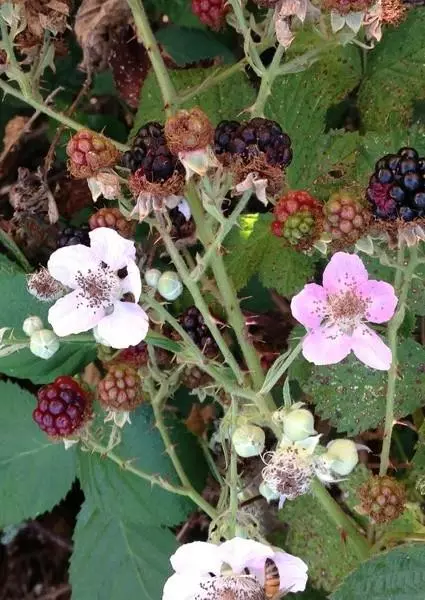 Blackberry 2