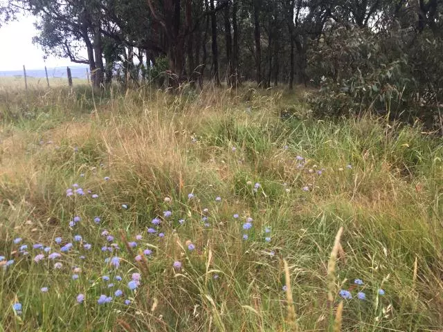 Blue Pincushion 2