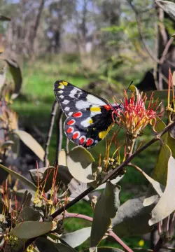 elias aganippe, the wood white or red-spotted Jezebel (butterfly)