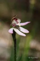 Caladenia pusilla