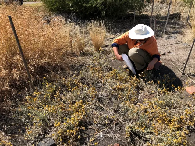 Chrysocephalum apiculatum in situ SPA