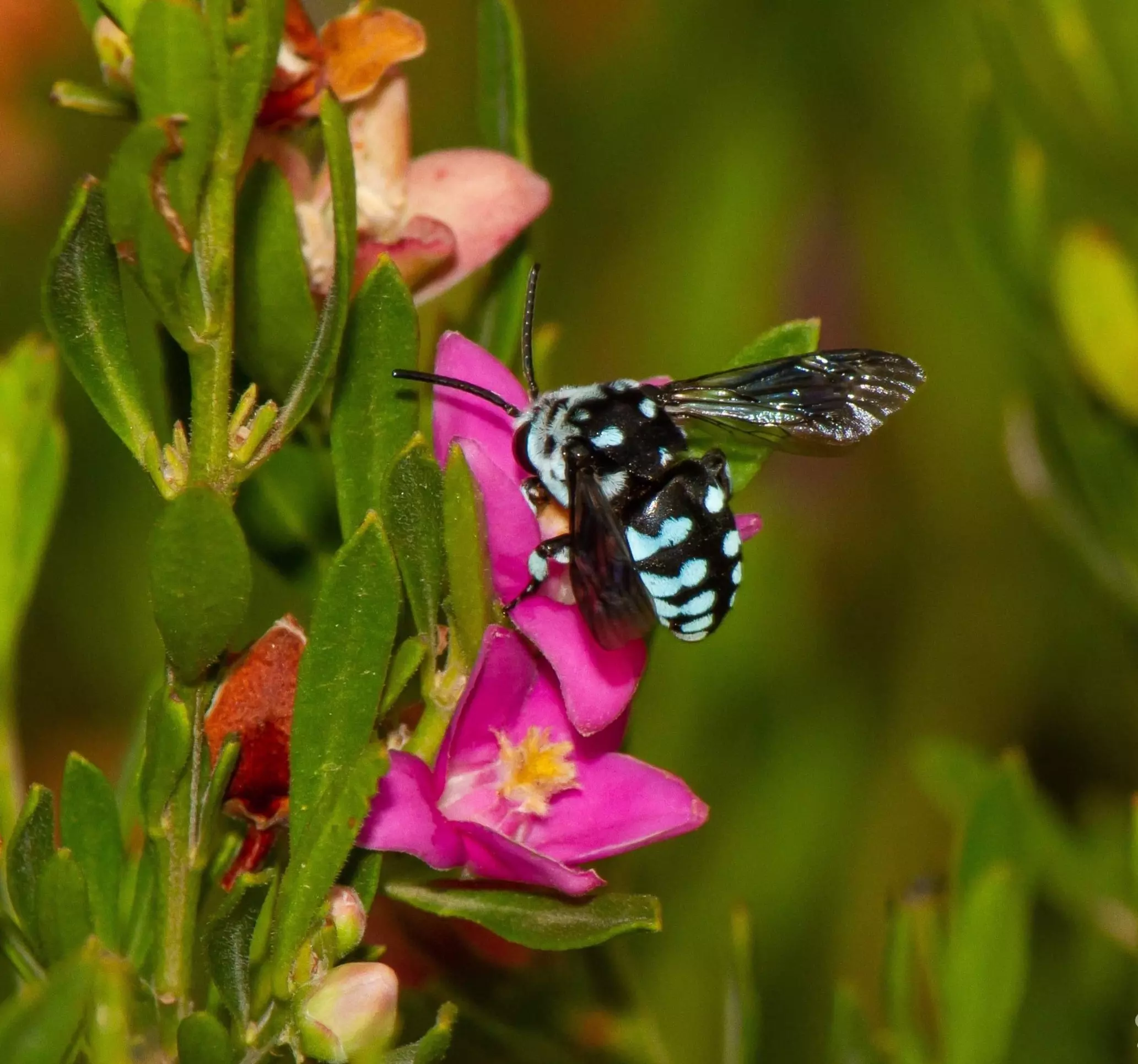 Cuckoo Bee