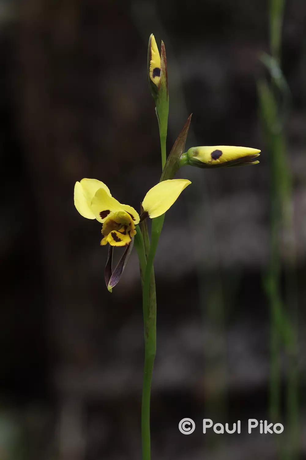Diuris sulphurea1