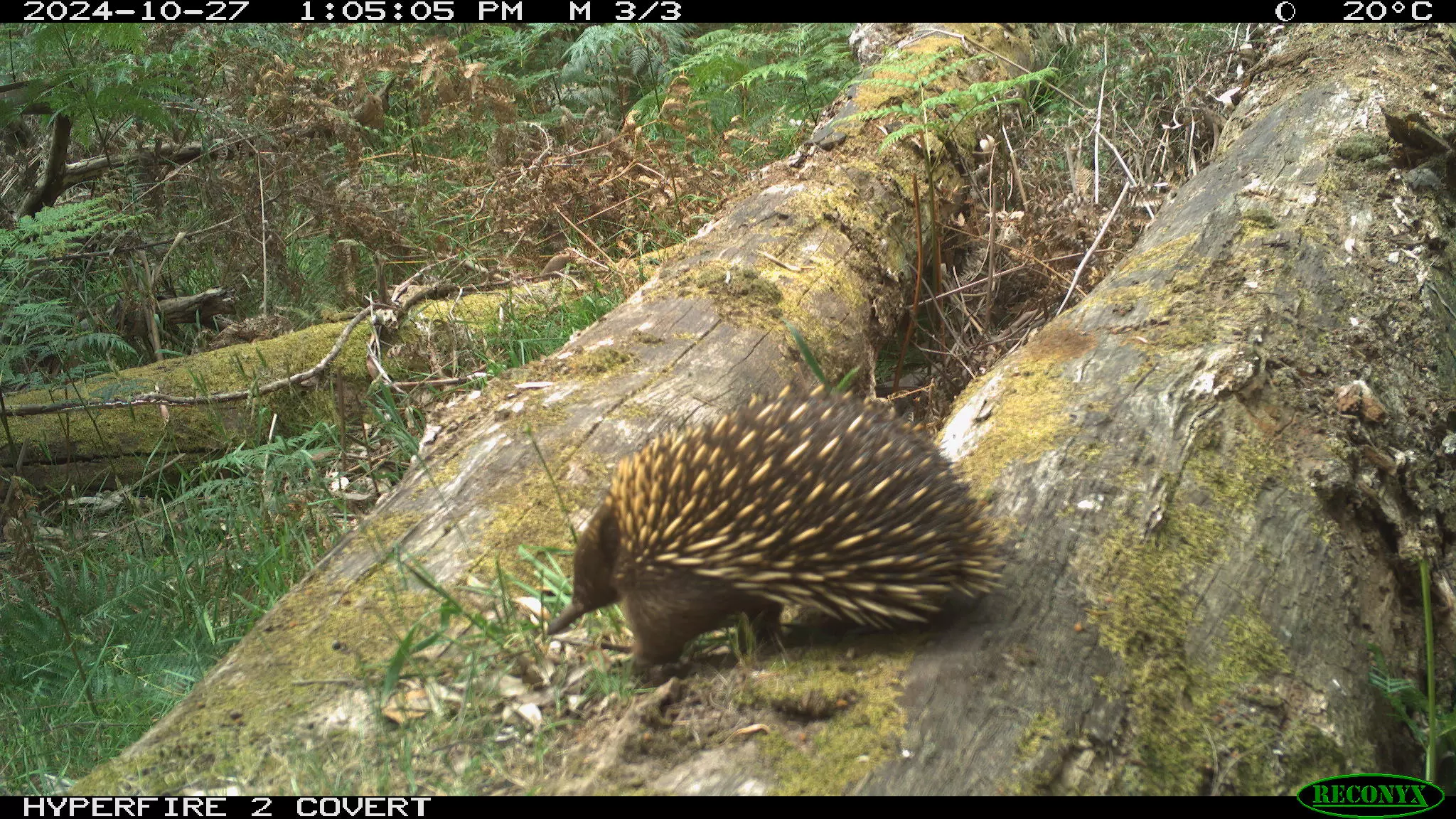 ECHIDNA1