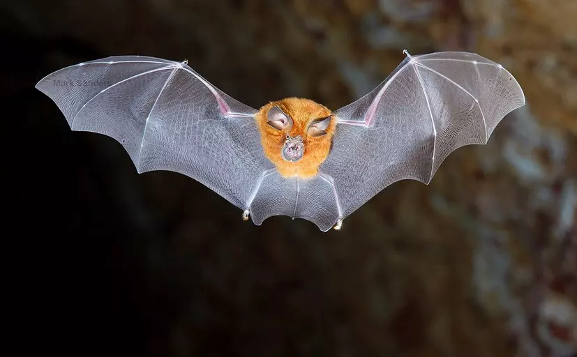 Eastern Horseshoe Bat 5