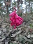 Epacris impressa