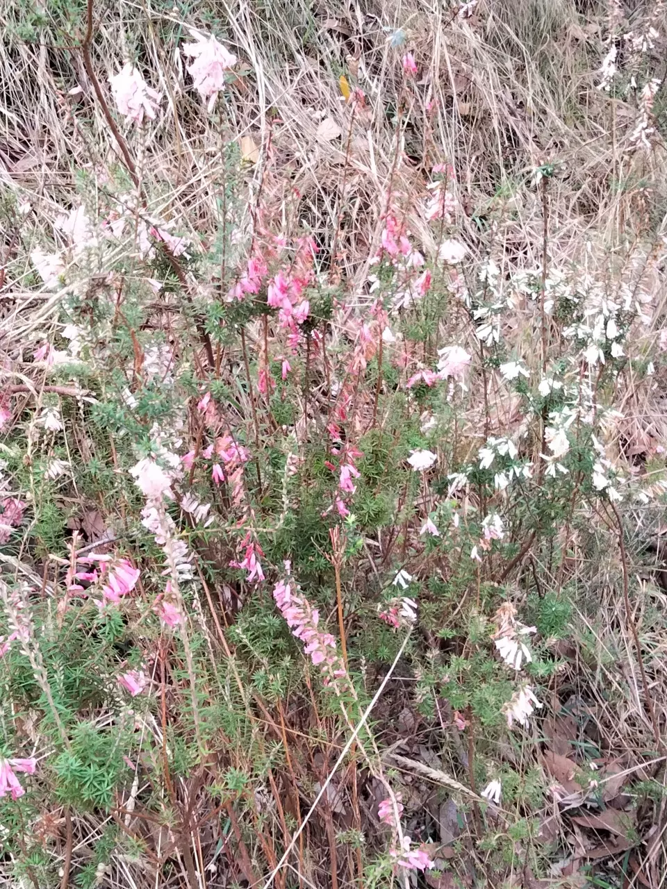 Epacris impressa 1