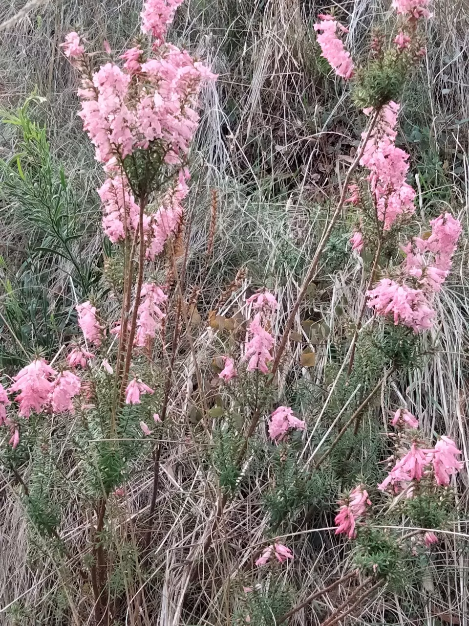 Epacris impressa 2