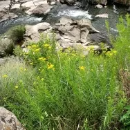 Fireweed at Galada Tamboore