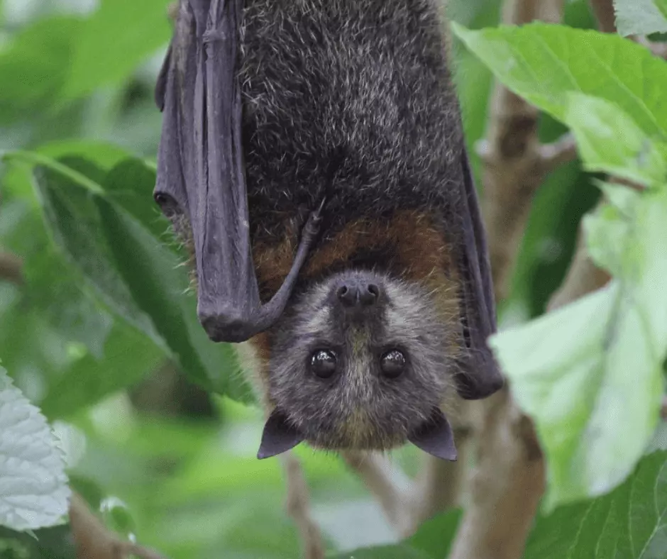 Fruit Bat