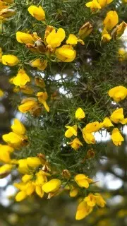 Gorse