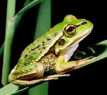 Growling Grass Frog metamorph by G Heard