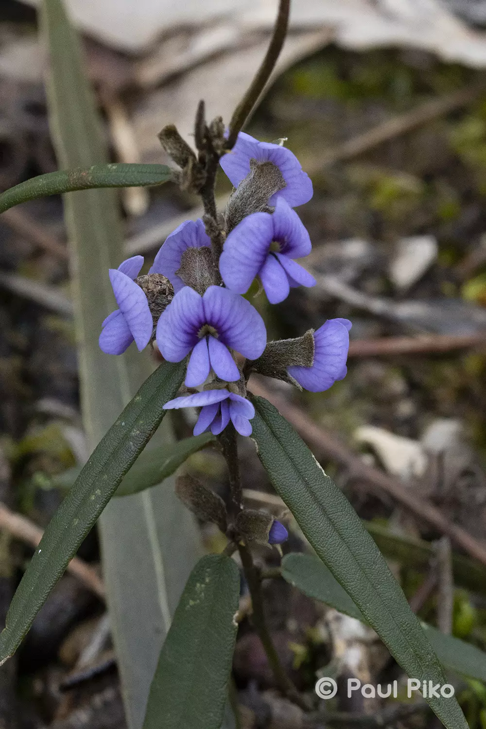 Hovea spjpg